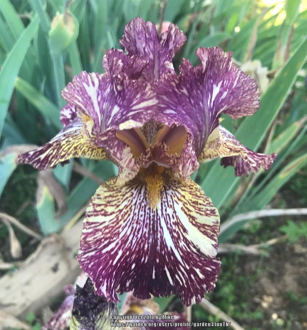 Photo of Tall Bearded Iris (Iris 'Bewilderbeast') uploaded by garden4funTN