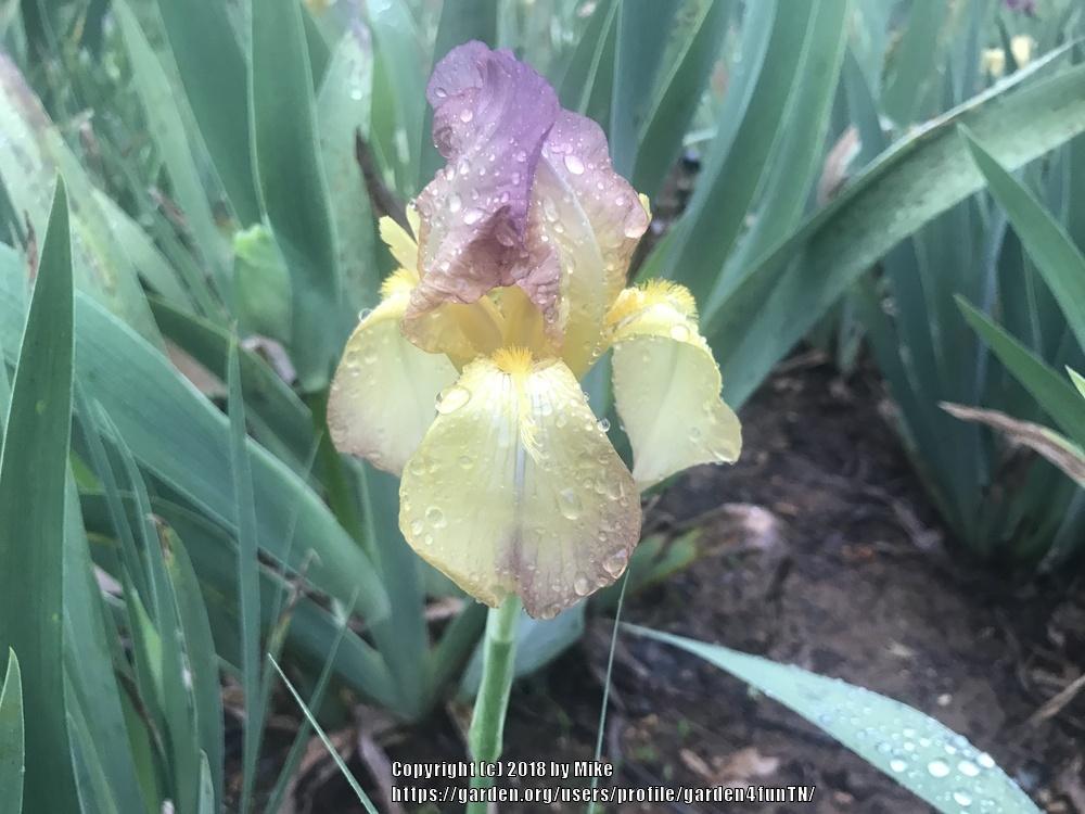 Photo of Tall Bearded Iris (Iris 'Elsinore') uploaded by garden4funTN