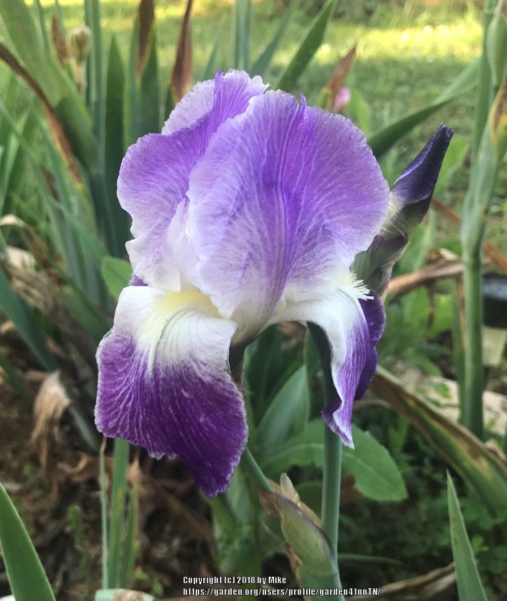 Photo of Tall Bearded Iris (Iris 'Pretty Pansy') uploaded by garden4funTN