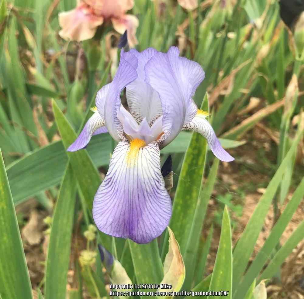 Photo of Tall Bearded Iris (Iris 'Khedive') uploaded by garden4funTN