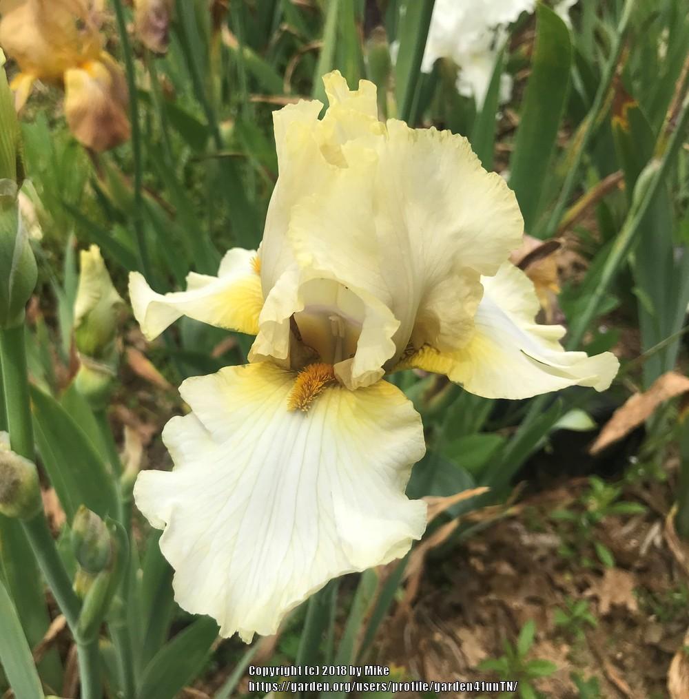 Photo of Tall Bearded Iris (Iris 'Dilly Green') uploaded by garden4funTN