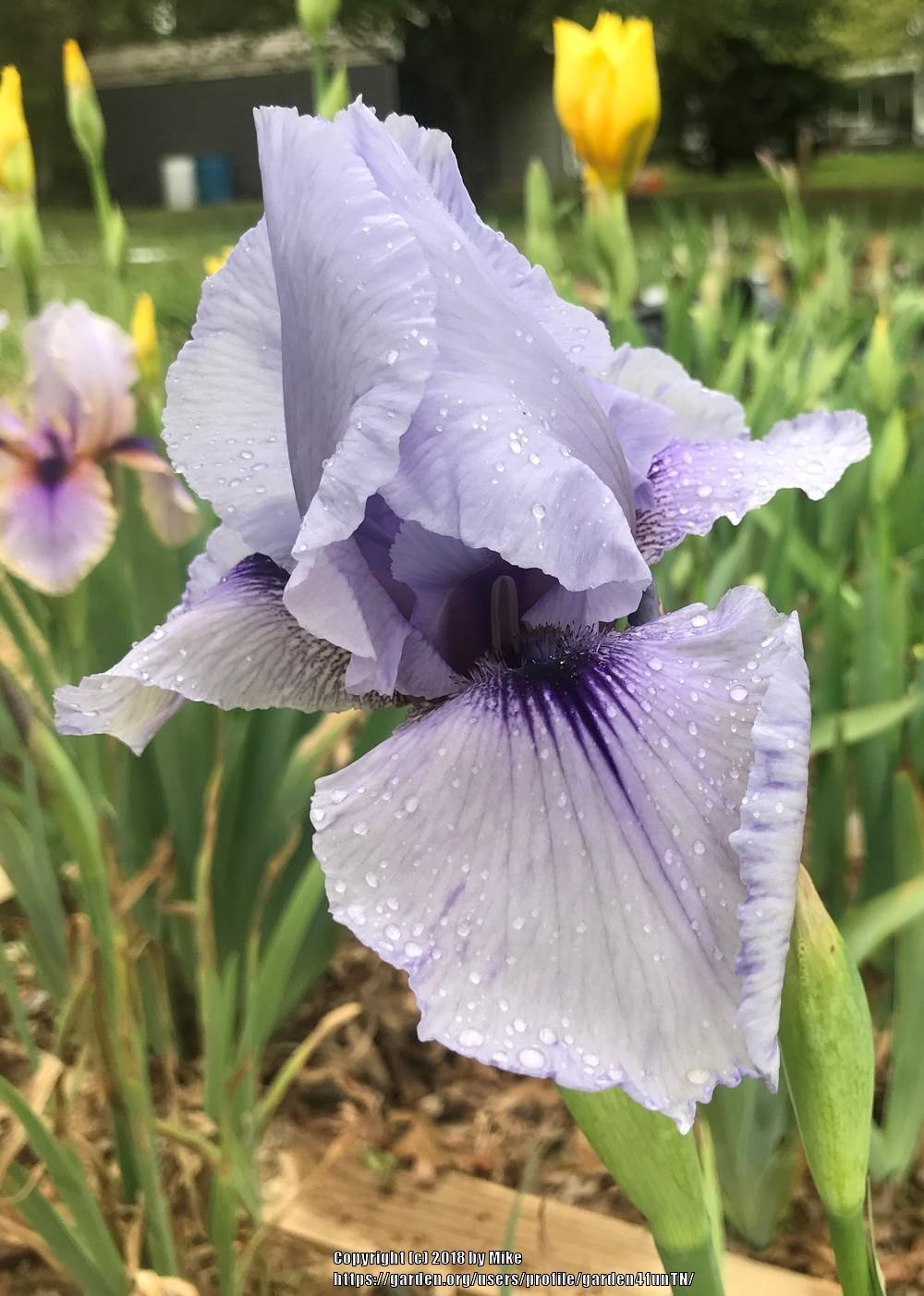 Photo of Arilbred Iris (Iris 'Mohr Pretender') uploaded by garden4funTN