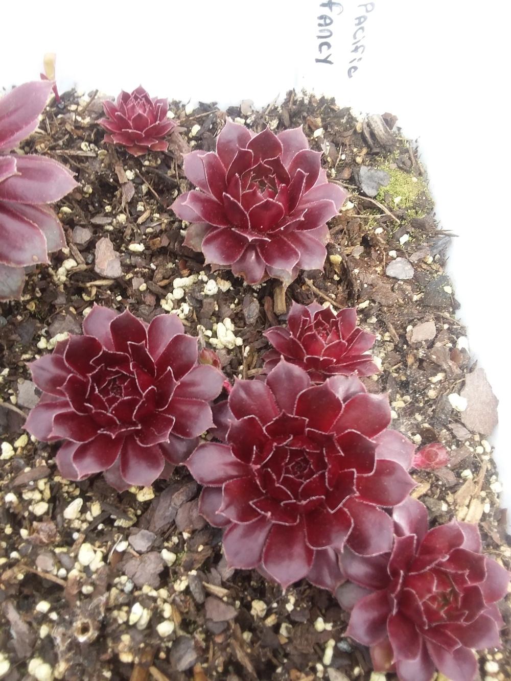 Photo of Hen and Chicks (Sempervivum 'Pacific Fancy') uploaded by jkbingh