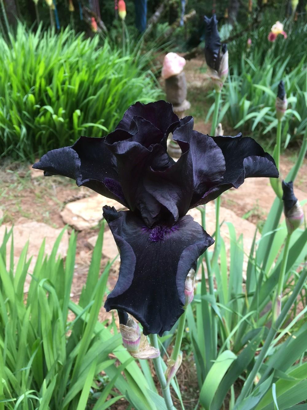 Photo of Tall Bearded Iris (Iris 'Before the Storm') uploaded by lharvey16