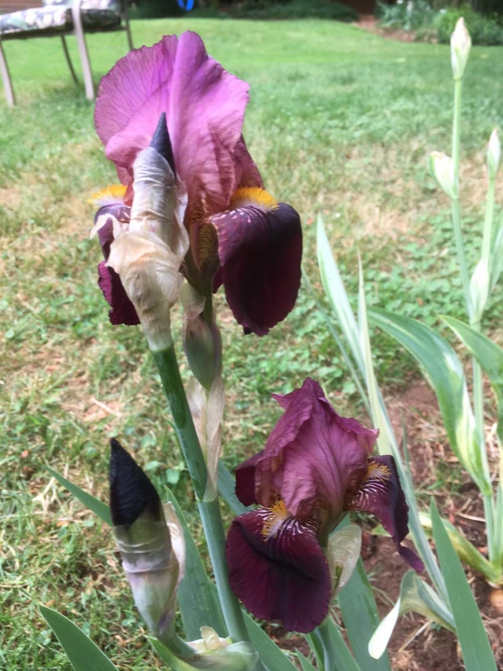Photo of Tall Bearded Iris (Iris 'Dauntless') uploaded by lharvey16