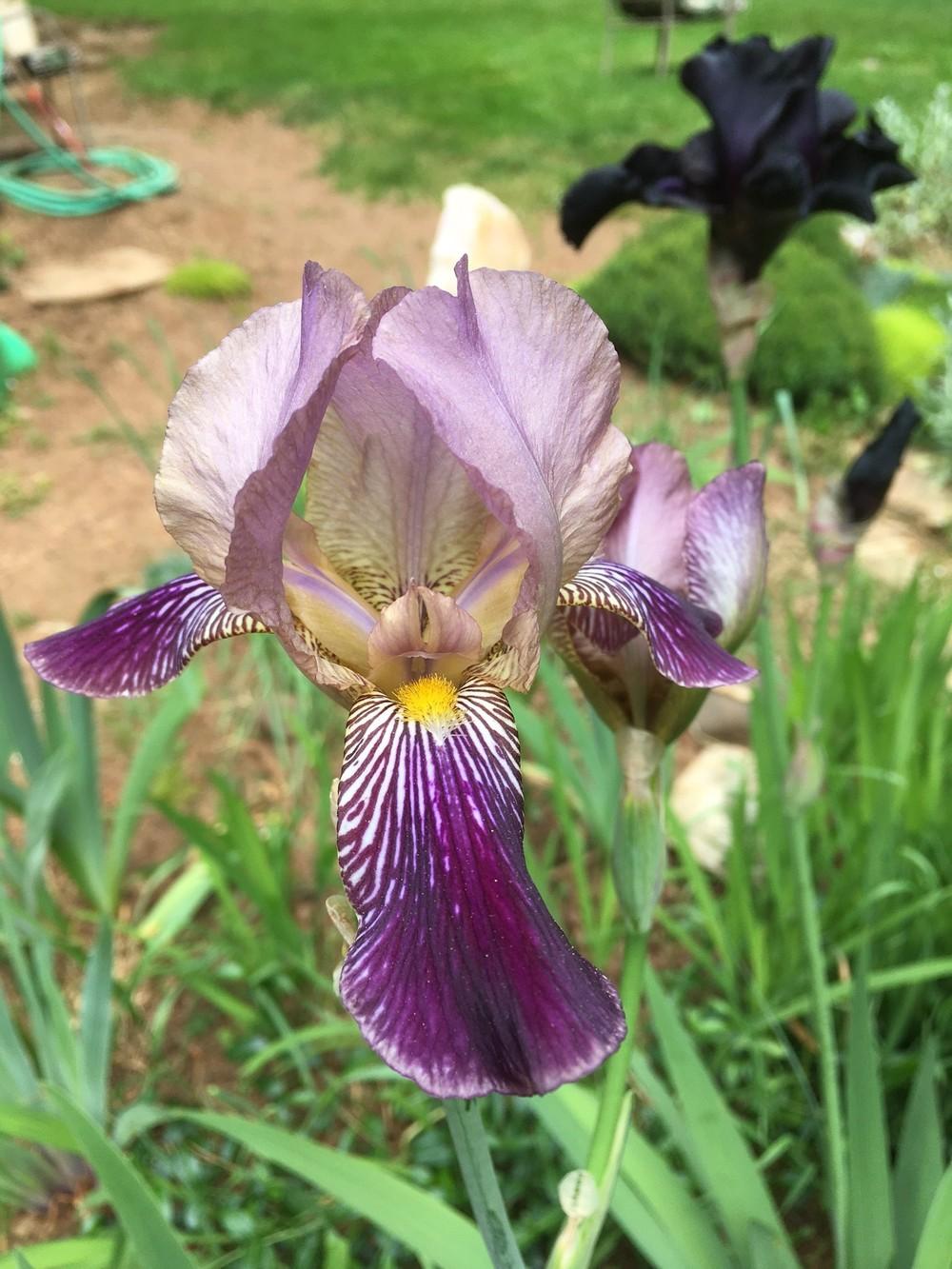 Photo of Tall Bearded Iris (Iris 'Fabian') uploaded by lharvey16