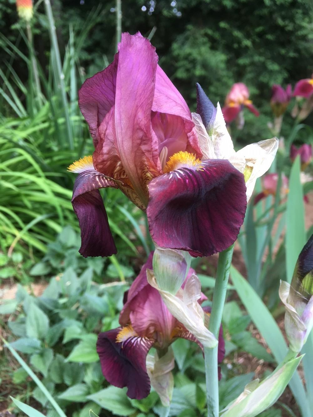 Photo of Tall Bearded Iris (Iris 'Dauntless') uploaded by lharvey16