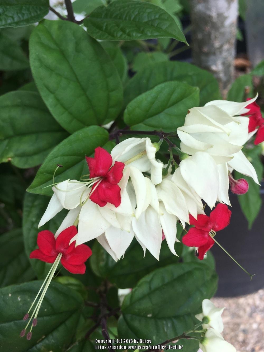 Photo of Bleeding Heart Vine (Clerodendrum thomsoniae) uploaded by piksihk
