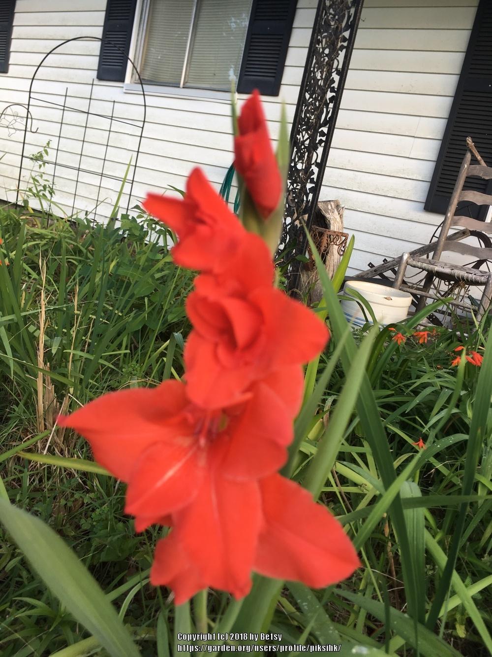 Photo of Gladiola (Gladiolus) uploaded by piksihk