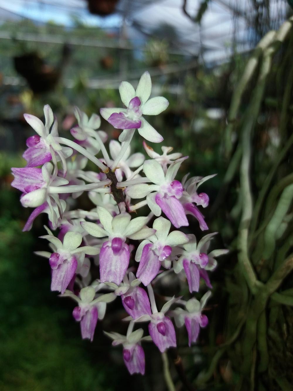 Photo of Orchid (Seidenfadenia mitrata) uploaded by prabhisetty