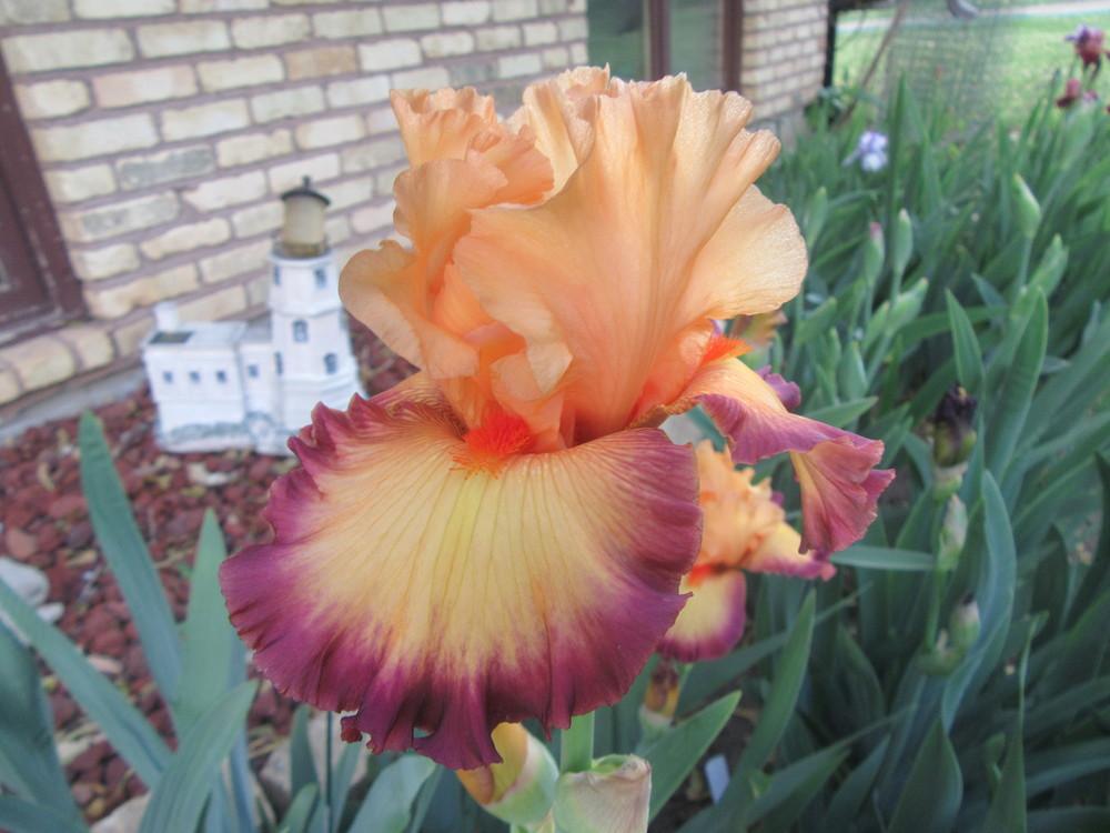 Photo of Tall Bearded Iris (Iris 'Ringtone') uploaded by tveguy3