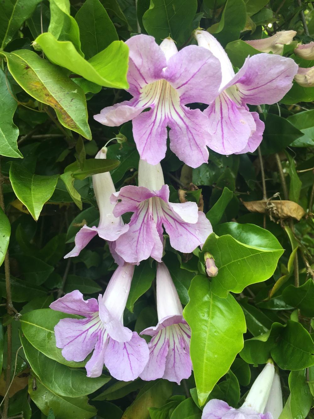 Photo of Lavender Trumpet Vine (Bignonia callistegioides) uploaded by Calif_Sue