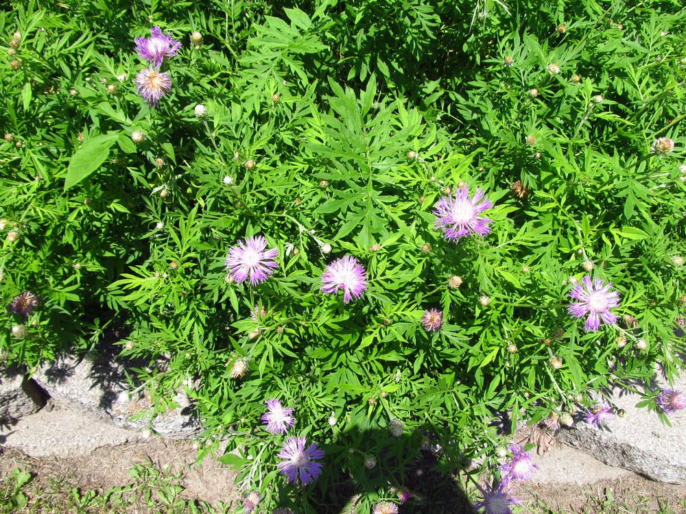 Photo of Stokes' Aster (Stokesia laevis) uploaded by Deby