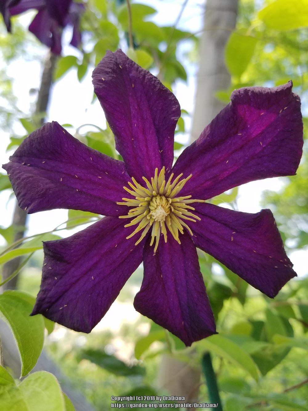 Photo of Clematis 'Romantika' uploaded by DraDiana