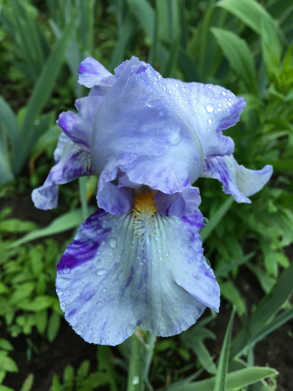 Photo of Tall Bearded Iris (Iris 'Doodle Strudel') uploaded by Lbsmitty