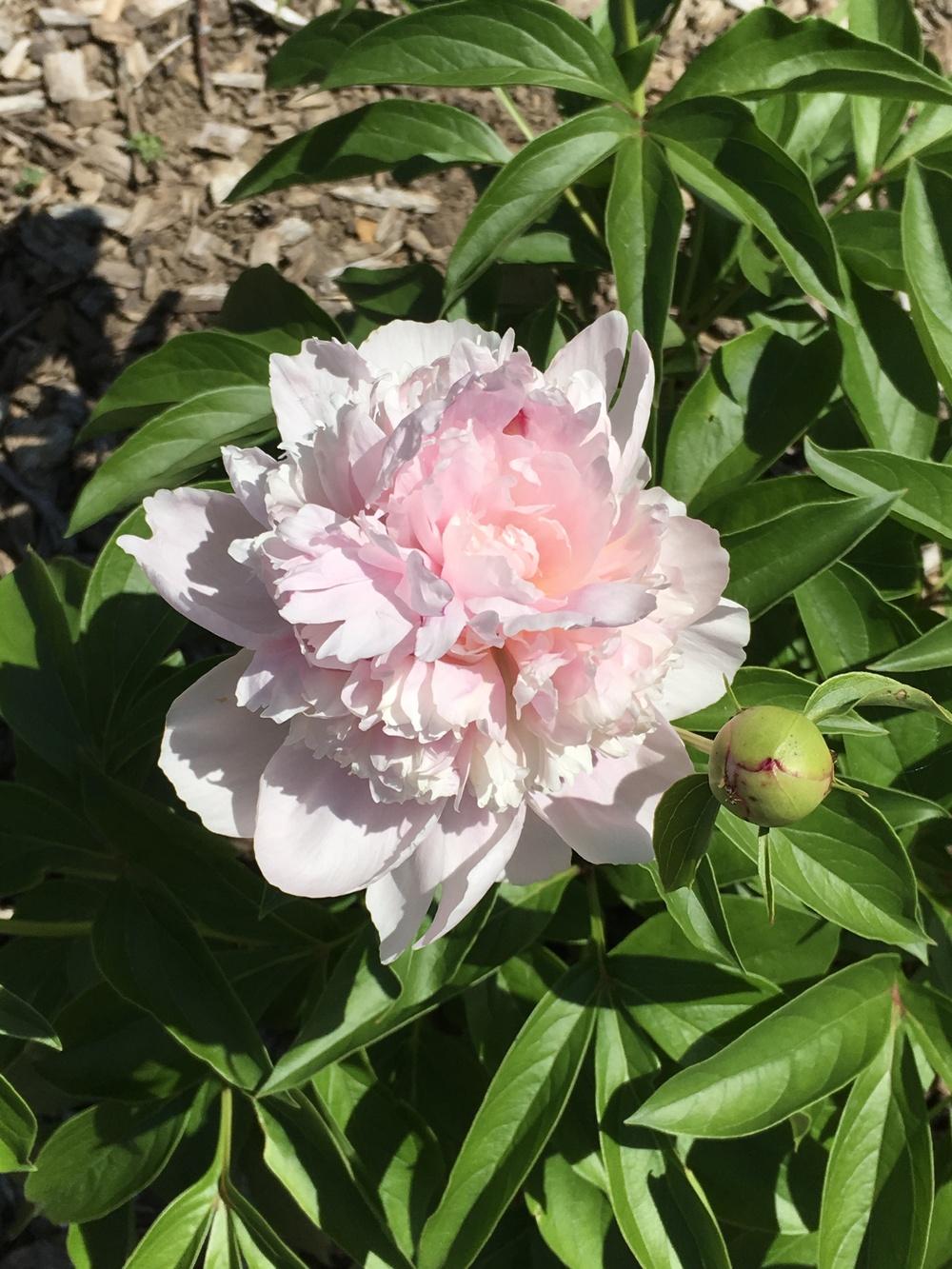Photo of Peony (Paeonia lactiflora 'Eden's Perfume') uploaded by Legalily