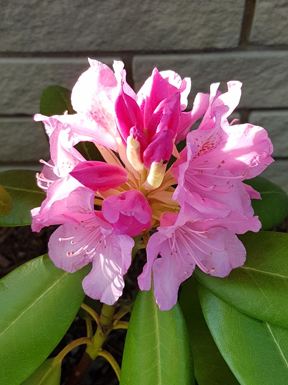 Photo of Rhododendron 'Haaga' uploaded by MissMew