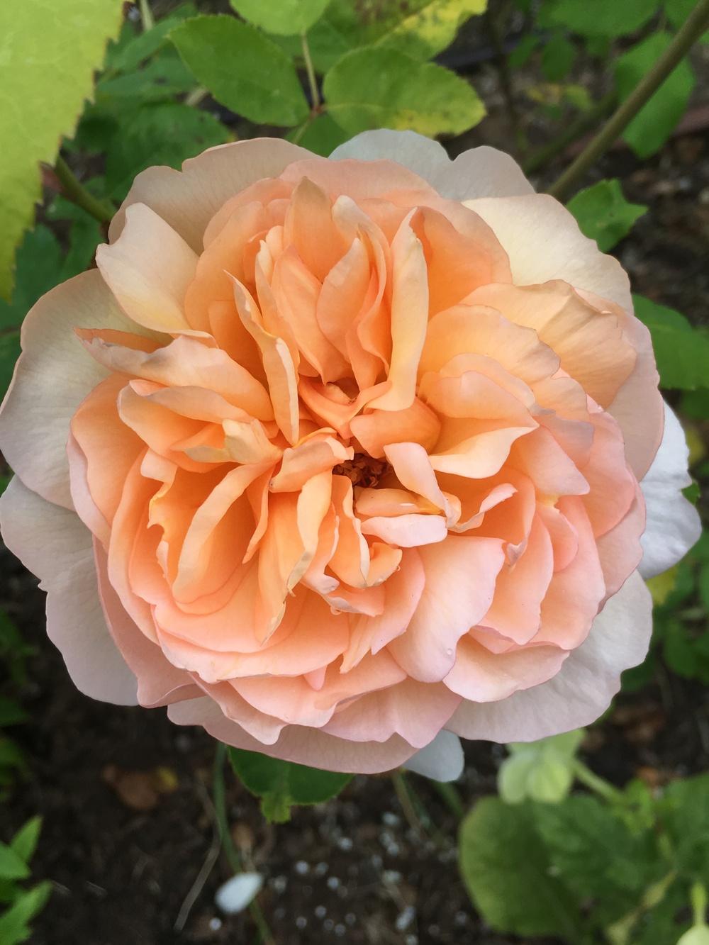Photo of Rose (Rosa 'The Lady Gardener') uploaded by Rebekah