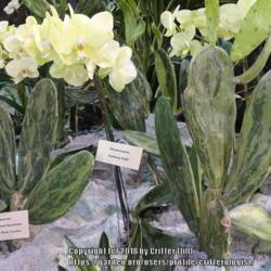 Location: 2018 Philadelphia Flower Show
Date: 2018-03-07
The pale yellow orchids made for a lovely aesthetic -- but talk a