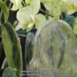 Location: 2018 Philadelphia Flower Show
Date: 2018-03-07
There was some effort put into IDing this plant... this photo sho