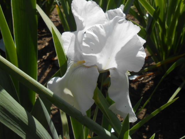 Photo of Tall Bearded Iris (Iris 'Goodness') uploaded by crowrita1