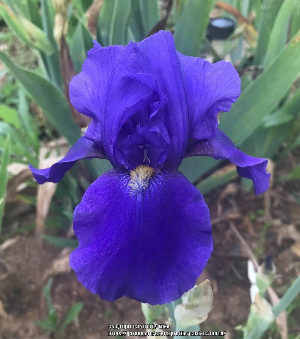 Photo of Tall Bearded Iris (Iris 'Allegiance') uploaded by garden4funTN