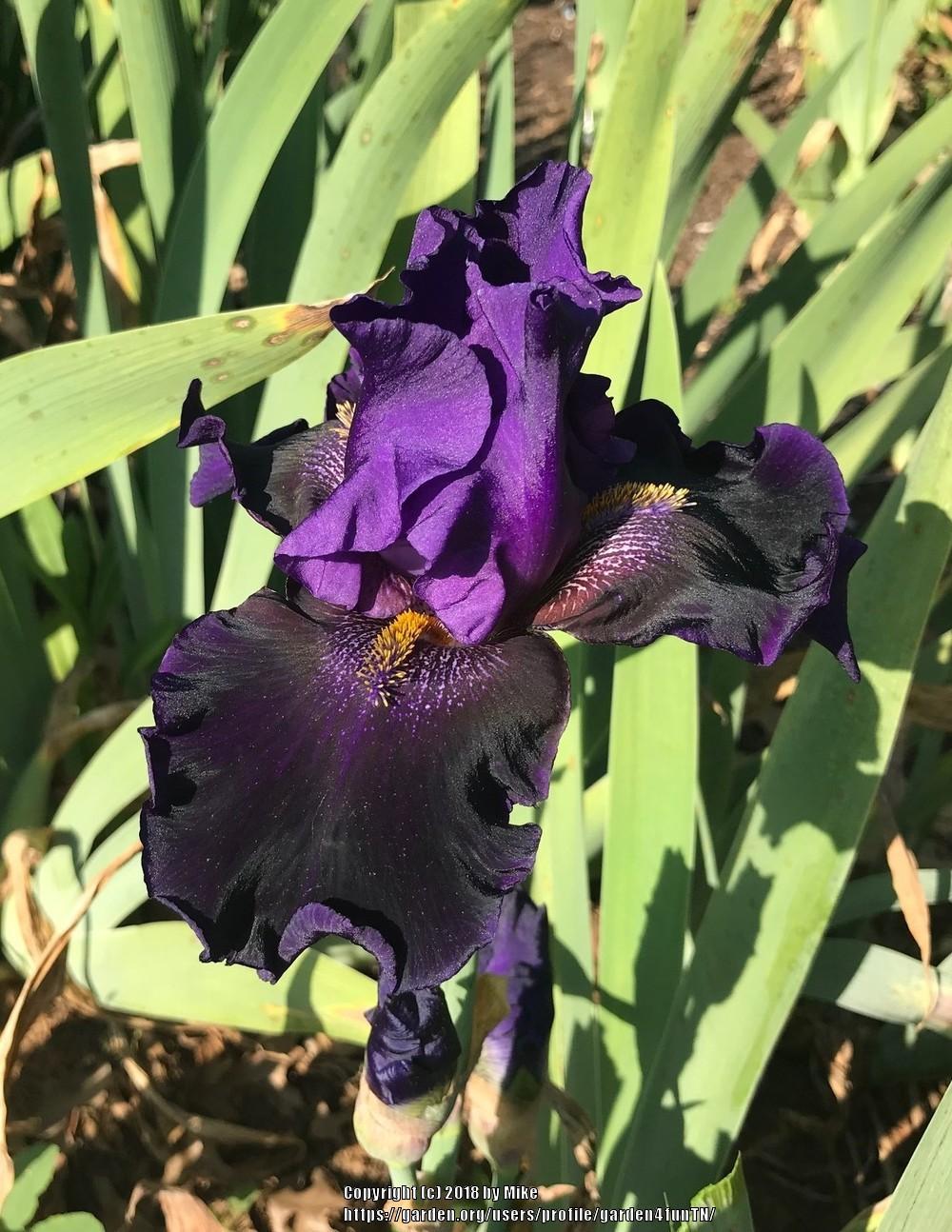 Photo of Tall Bearded Iris (Iris 'Scentillating Scentinel') uploaded by garden4funTN