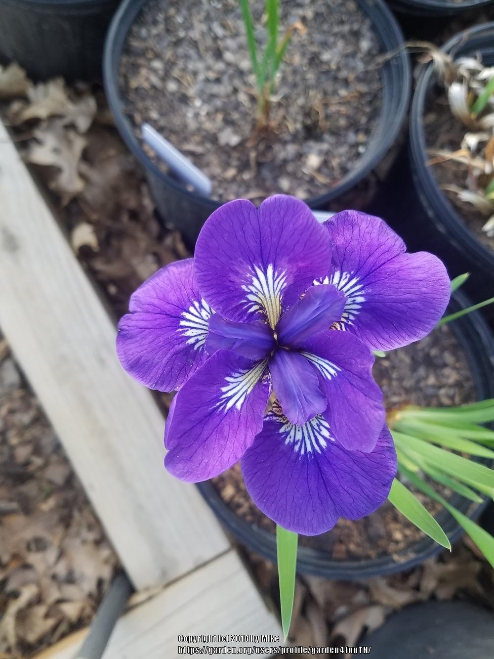 Photo of Siberian Iris (Iris 'I See Stars') uploaded by garden4funTN