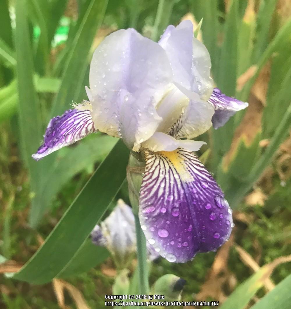Photo of Tall Bearded Iris (Iris 'Rhein Nixe') uploaded by garden4funTN