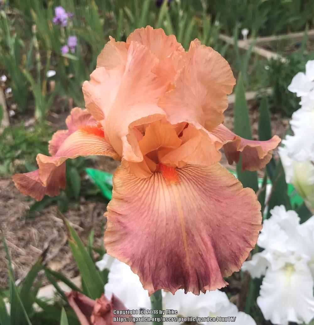 Photo of Tall Bearded Iris (Iris 'Role Model') uploaded by garden4funTN