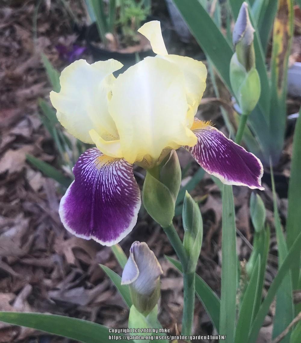 Photo of Intermediate Bearded Iris (Iris 'Prinzess Viktoria Luise') uploaded by garden4funTN
