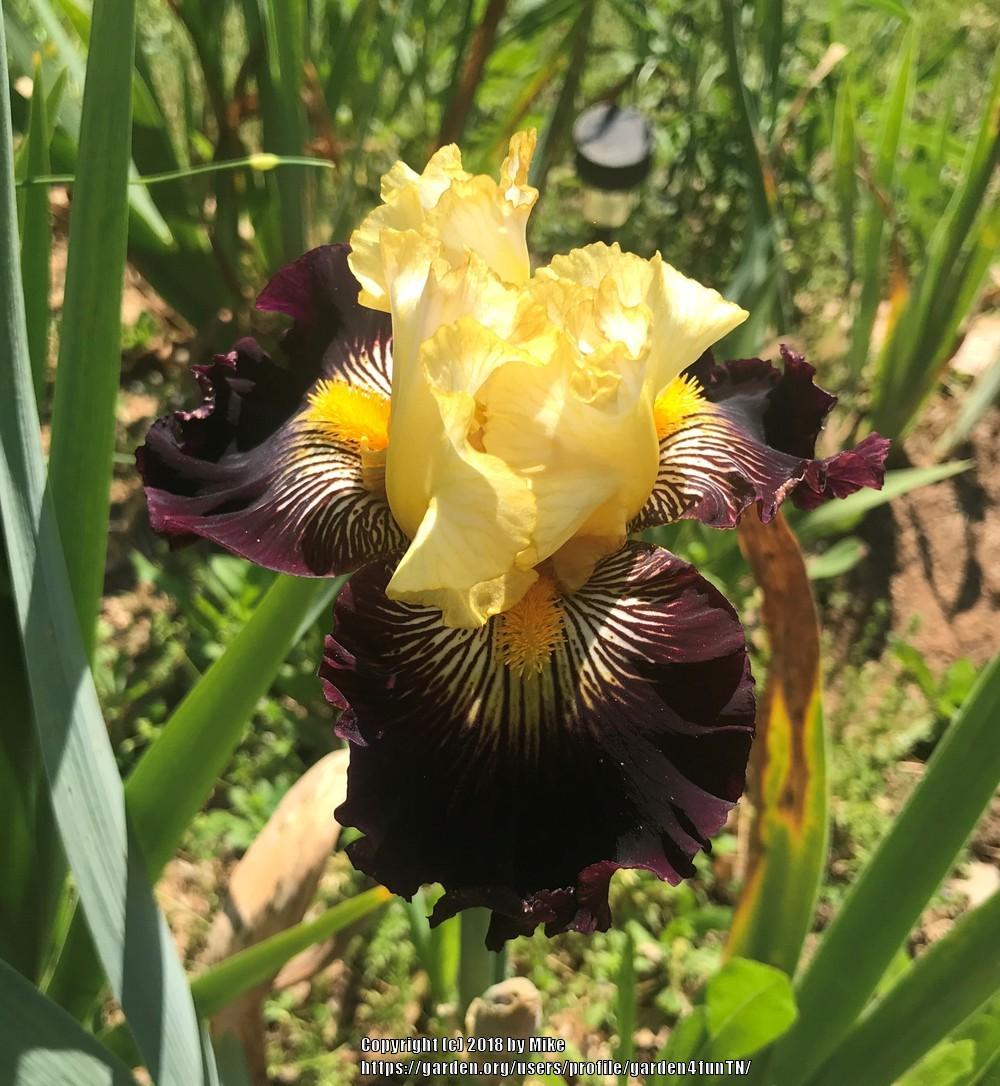 Photo of Tall Bearded Iris (Iris 'Reckless Abandon') uploaded by garden4funTN