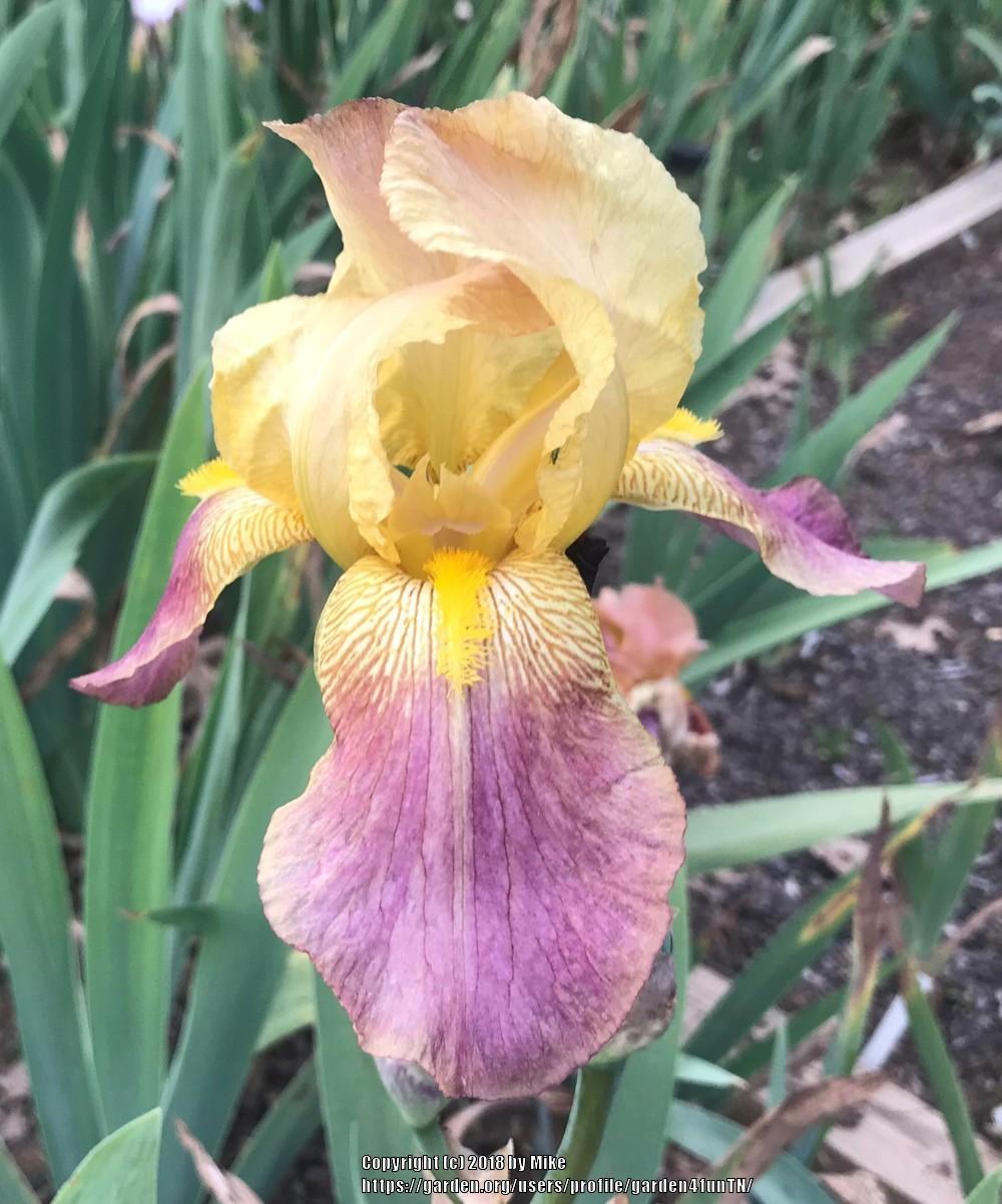 Photo of Tall Bearded Iris (Iris 'Rameses') uploaded by garden4funTN