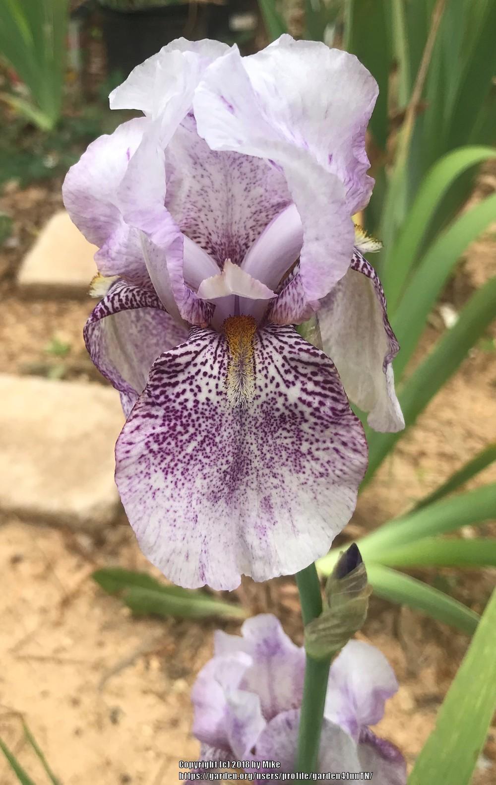 Photo of Tall Bearded Iris (Iris 'Rhages') uploaded by garden4funTN