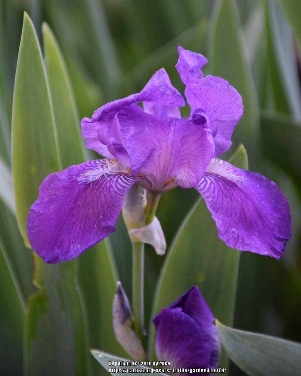 Photo of Tall Bearded Iris (Iris 'Caprice') uploaded by garden4funTN