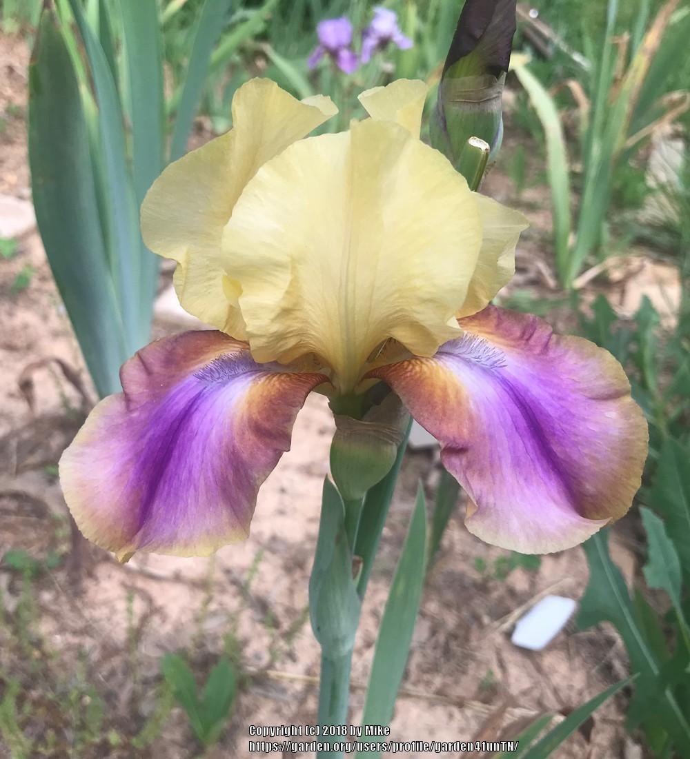 Photo of Tall Bearded Iris (Iris 'Spacelab') uploaded by garden4funTN