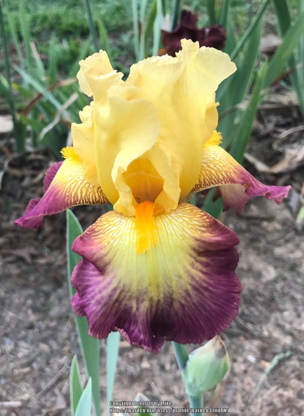 Photo of Tall Bearded Iris (Iris 'Radiant Caterpillar') uploaded by garden4funTN