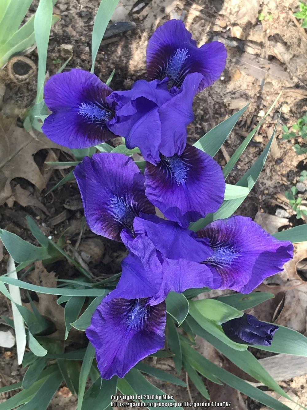 Photo of Standard Dwarf Bearded Iris (Iris 'Banbury Ruffles') uploaded by garden4funTN