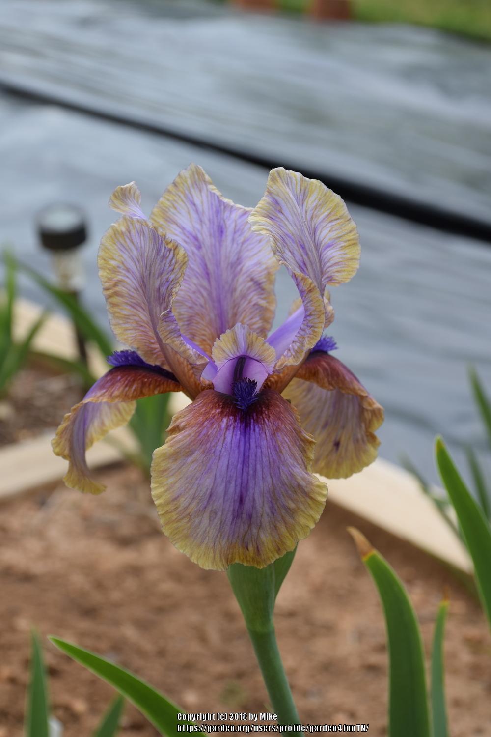 Photo of Arilbred Iris (Iris 'Circus Parade') uploaded by garden4funTN