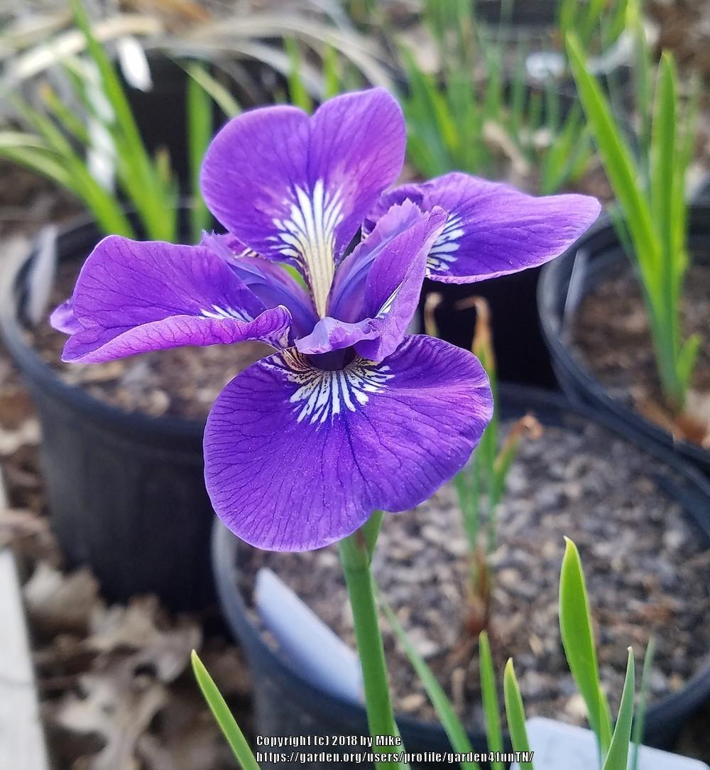 Photo of Siberian Iris (Iris 'I See Stars') uploaded by garden4funTN
