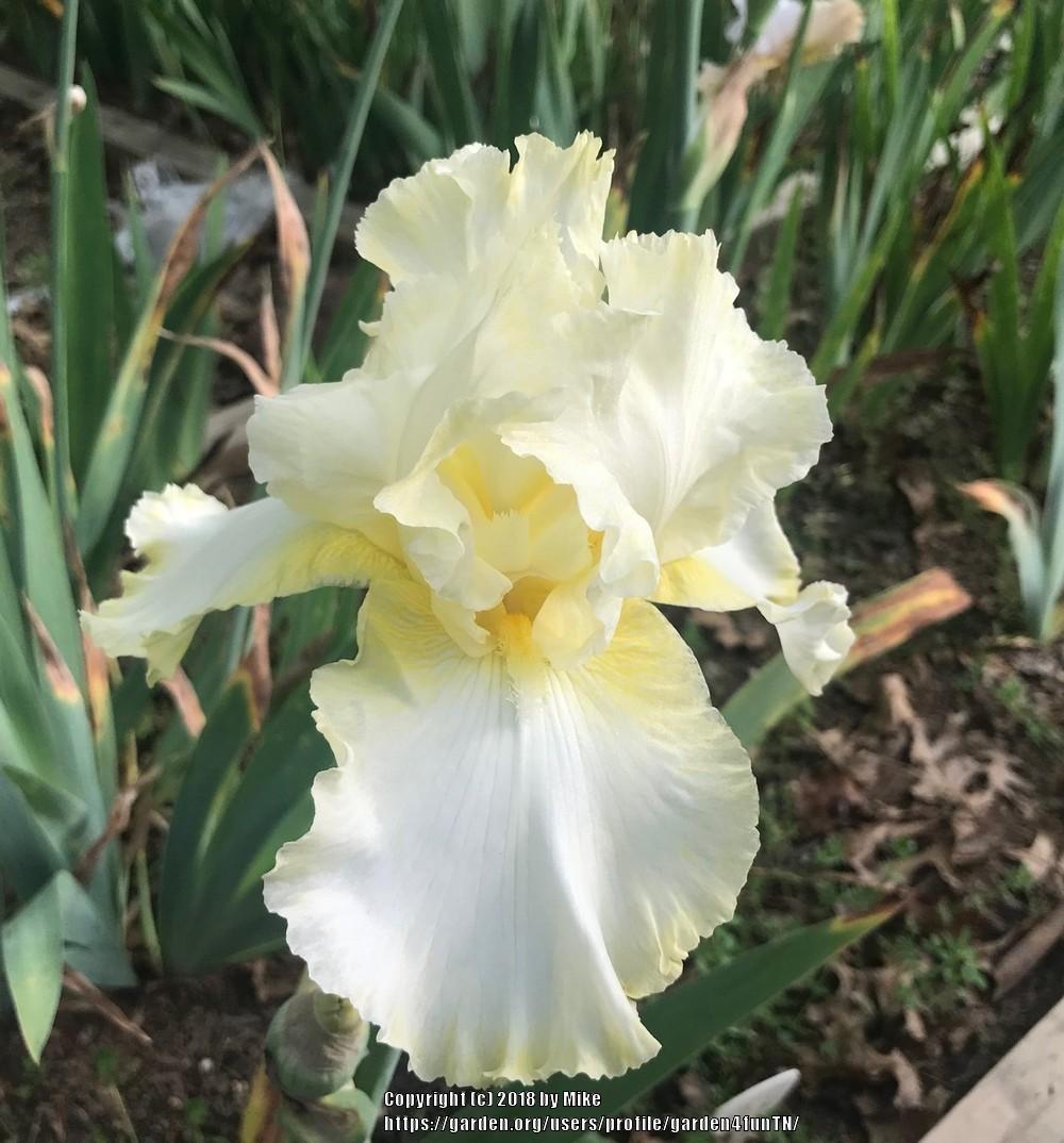 Photo of Tall Bearded Iris (Iris 'Southern Comfort') uploaded by garden4funTN