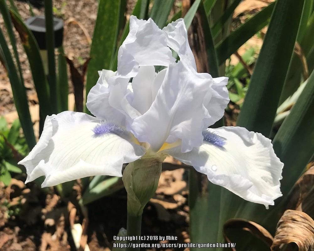 Photo of Tall Bearded Iris (Iris 'Seeker') uploaded by garden4funTN