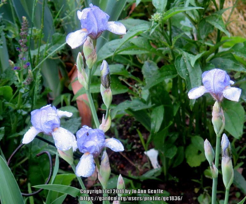 Photo of Miniature Tall Bearded Iris (Iris 'Petite Monet') uploaded by ge1836