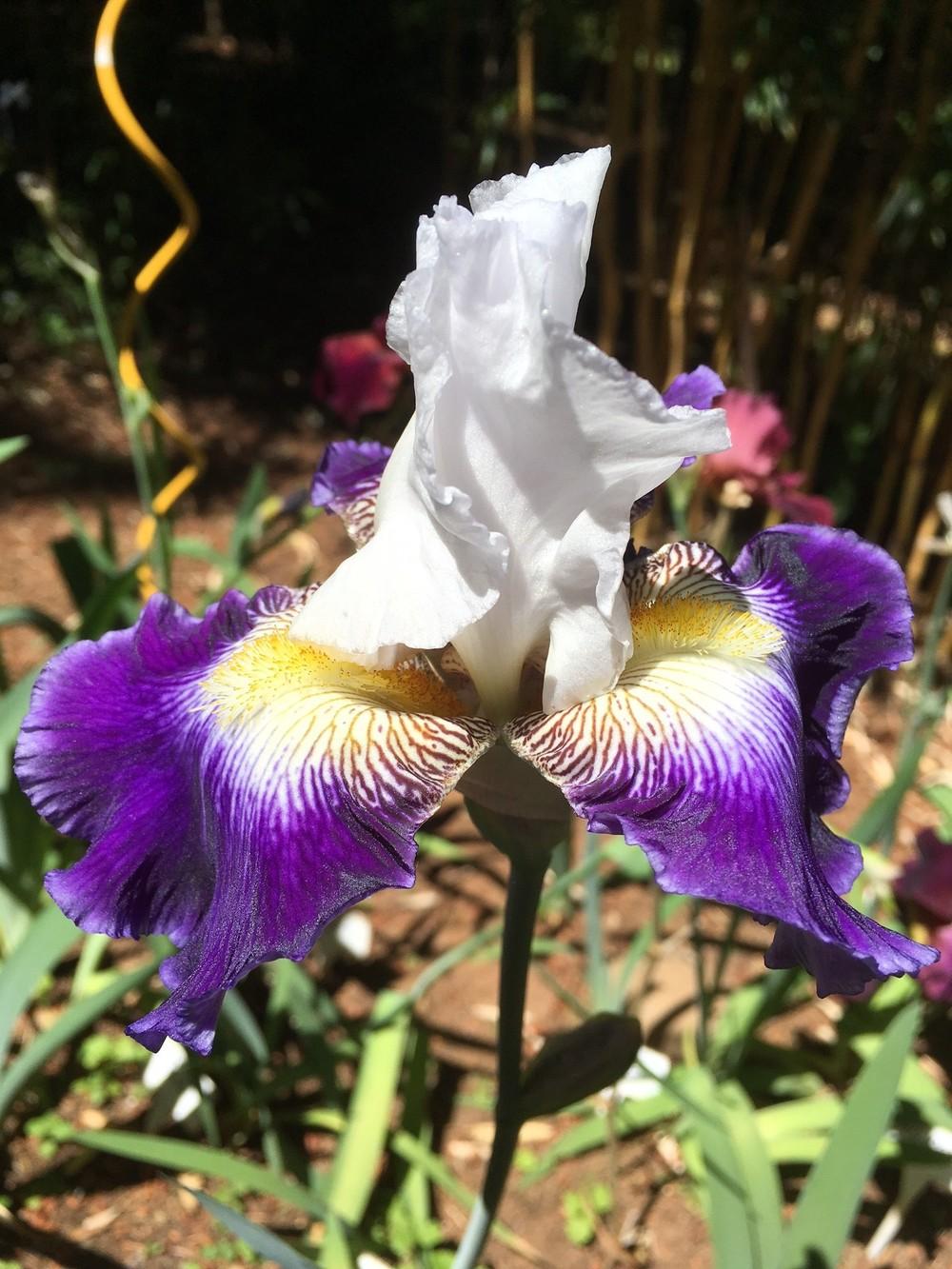 Photo of Tall Bearded Iris (Iris 'Century Bound') uploaded by lharvey16