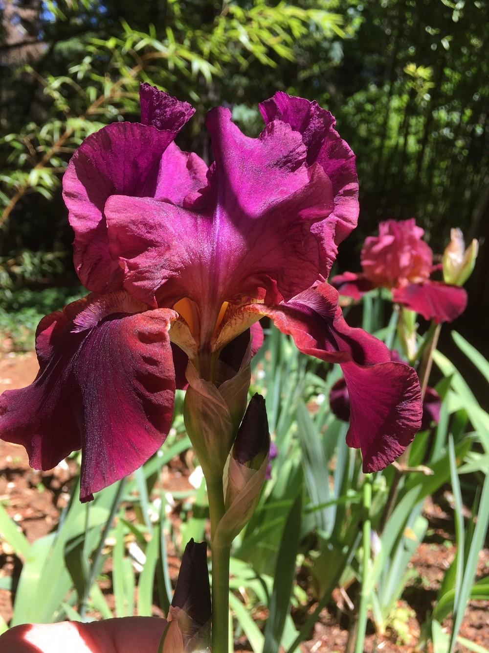 Photo of Tall Bearded Iris (Iris 'Classic Bordeaux') uploaded by lharvey16
