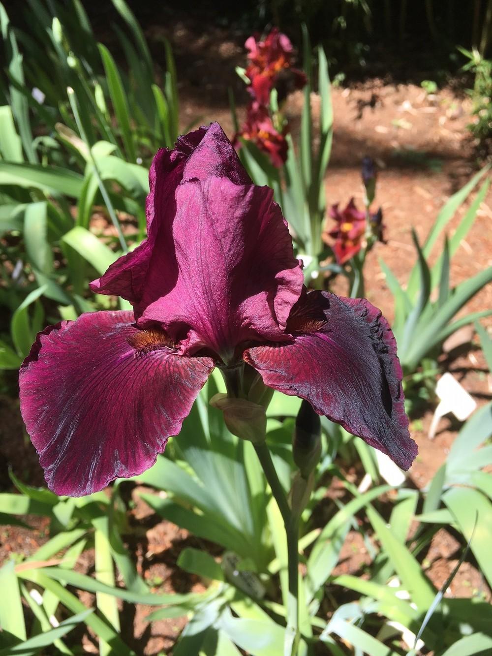 Photo of Tall Bearded Iris (Iris 'Spectacular Bid') uploaded by lharvey16
