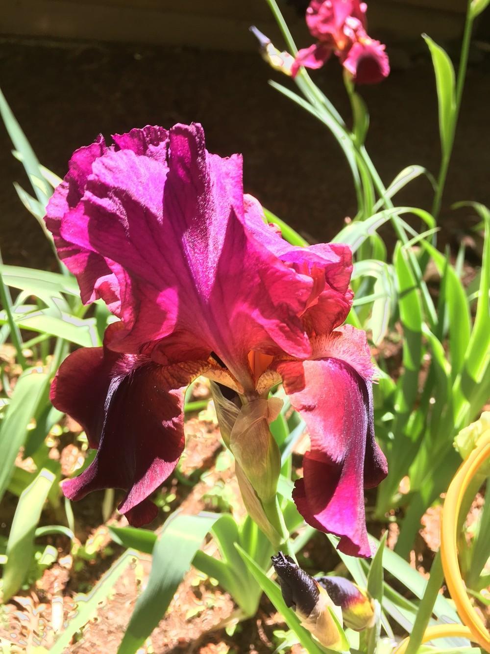 Photo of Tall Bearded Iris (Iris 'Classic Bordeaux') uploaded by lharvey16