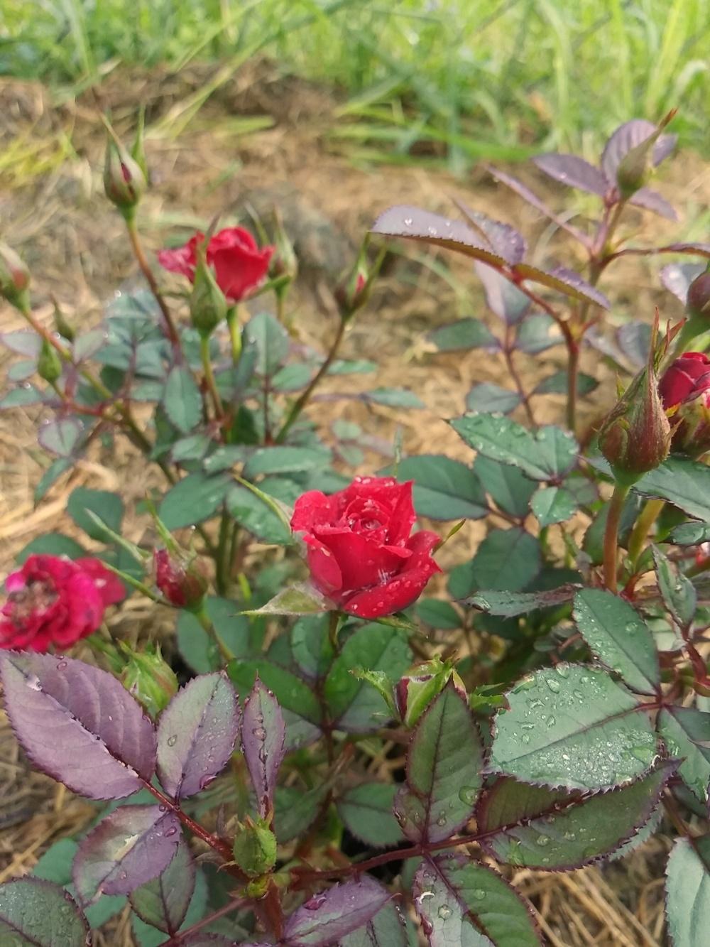 Photo of Roses (Rosa) uploaded by m33jones2
