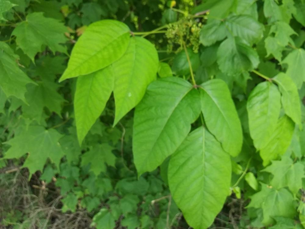 Photo of Poison Ivy (Toxicodendron radicans) uploaded by m33jones2