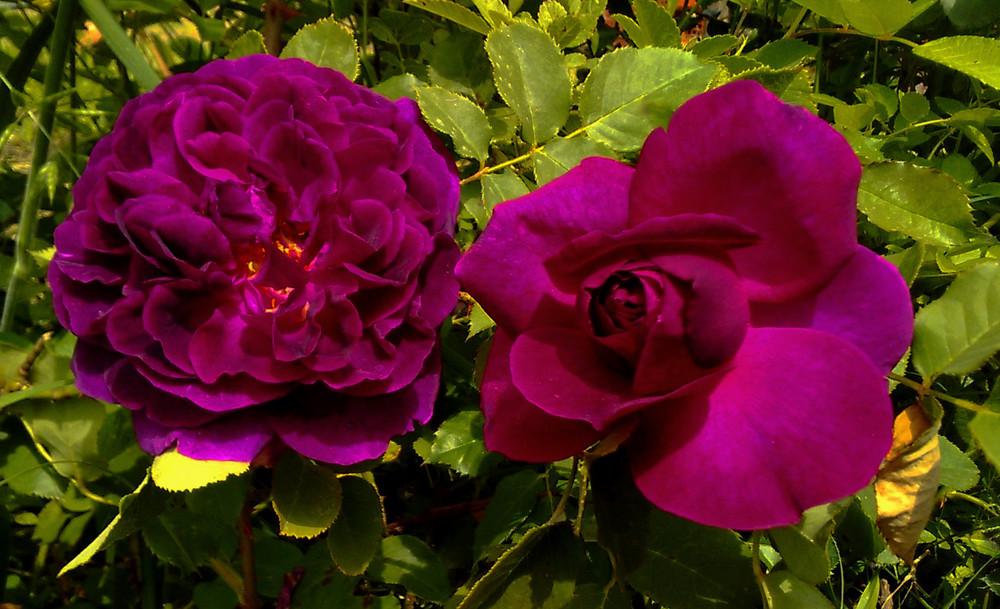 Photo of English Shrub Rose (Rosa 'Munstead Wood') uploaded by manueldalmeida
